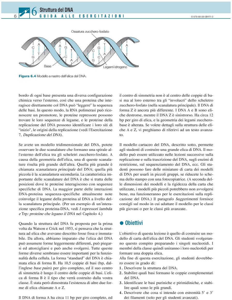 bordo di ogni base presenta una diversa configurazione chimica verso l esterno, così che una proteina che interagisce direttamente col DNA può leggere la sequenza delle basi.