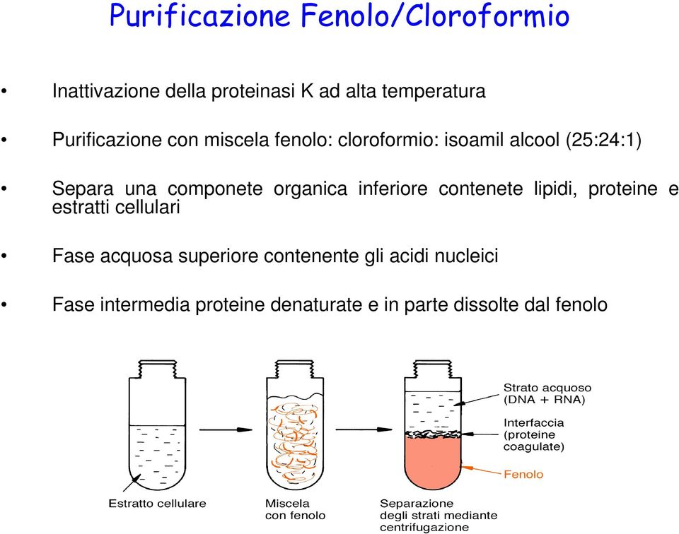 componete organica inferiore contenete lipidi, proteine e estratti cellulari Fase acquosa