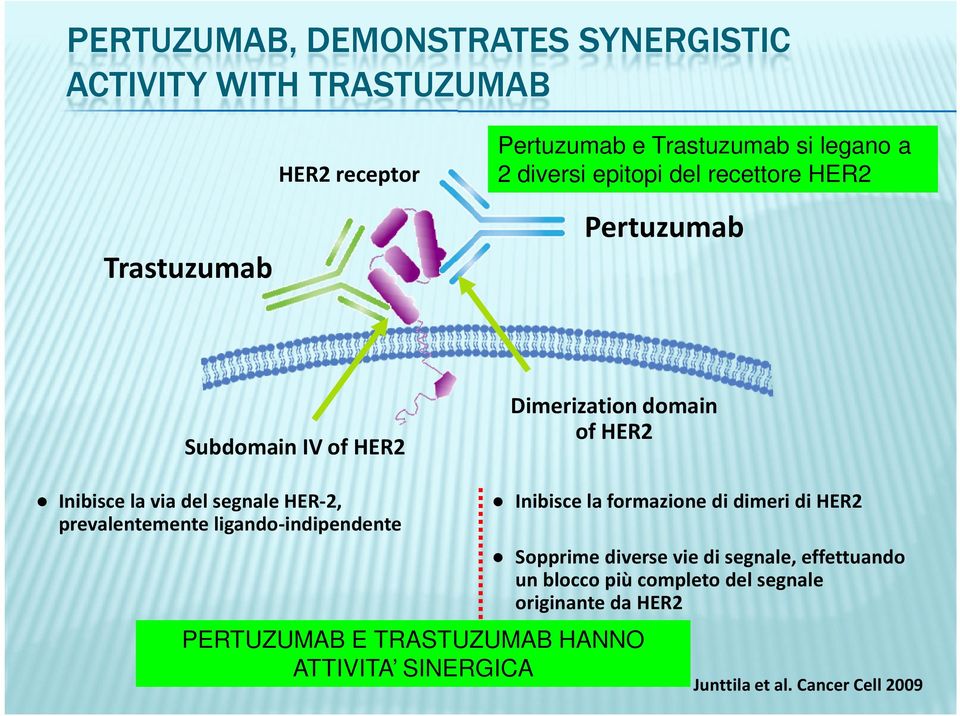 ligando-indipendente Dimerization domain of HER2 Inibisce la formazione di dimeri di HER2 Sopprime diverse vie di segnale,