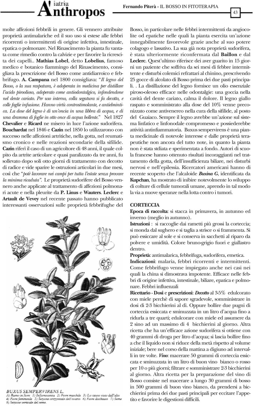 Nel Rinascimento la pianta fu vantata come rimedio contro la calvizie e per favorire la ricrescita dei capelli.