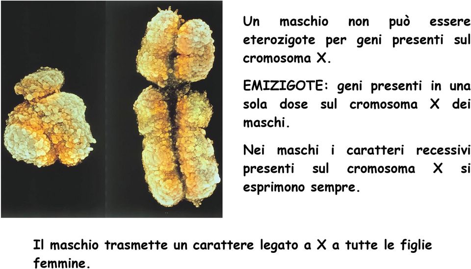 Nei maschi i caratteri recessivi presenti sul cromosoma X si esprimono