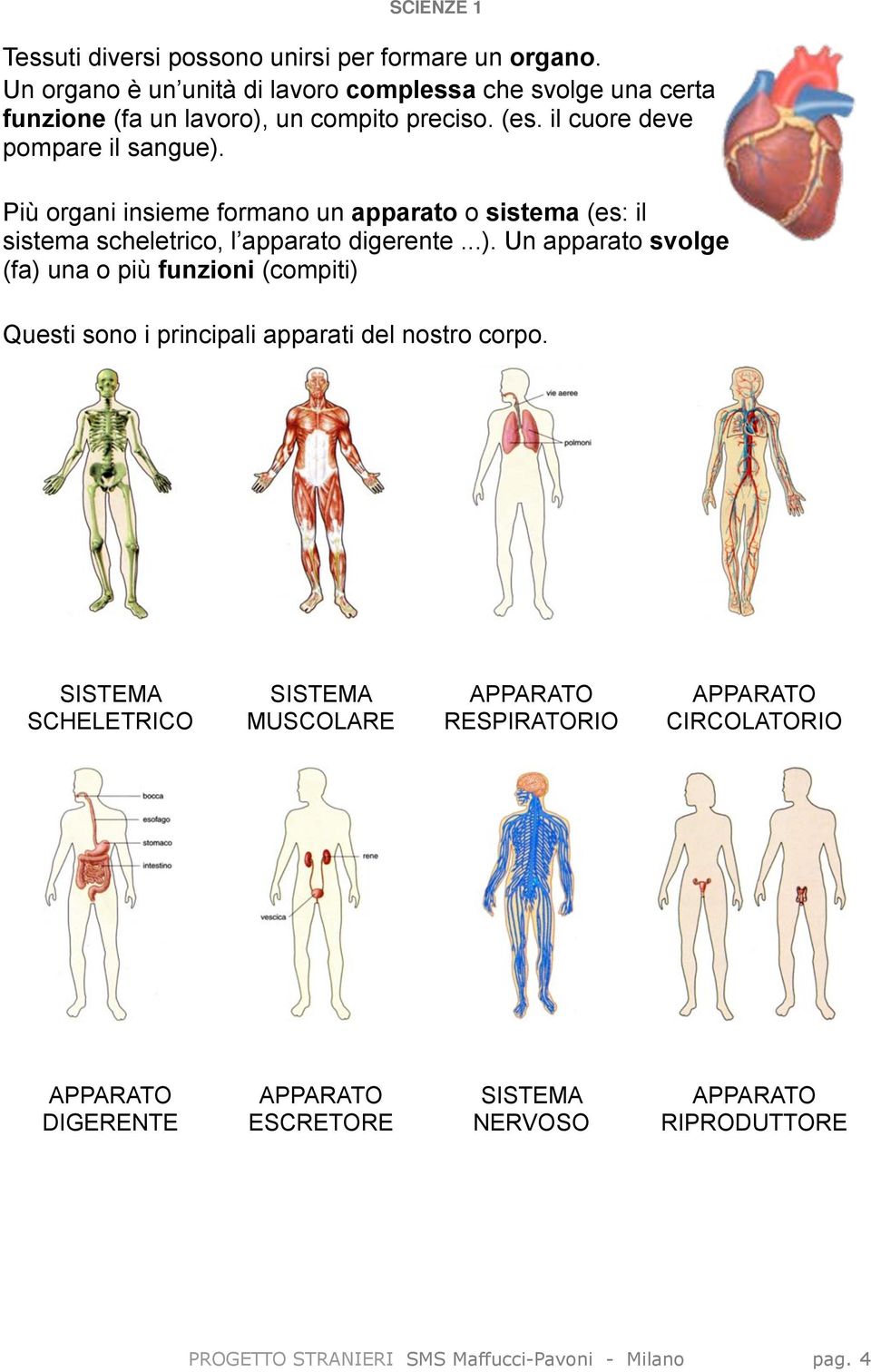 Scienze 1 Il Corpo Umano Progetto Stranieri Scuola Secondaria Di 1 Grado Via Maffucci Pavoni Via Maffucci 60 Milano A Cura Di Maurizio Cesca Pdf Free Download