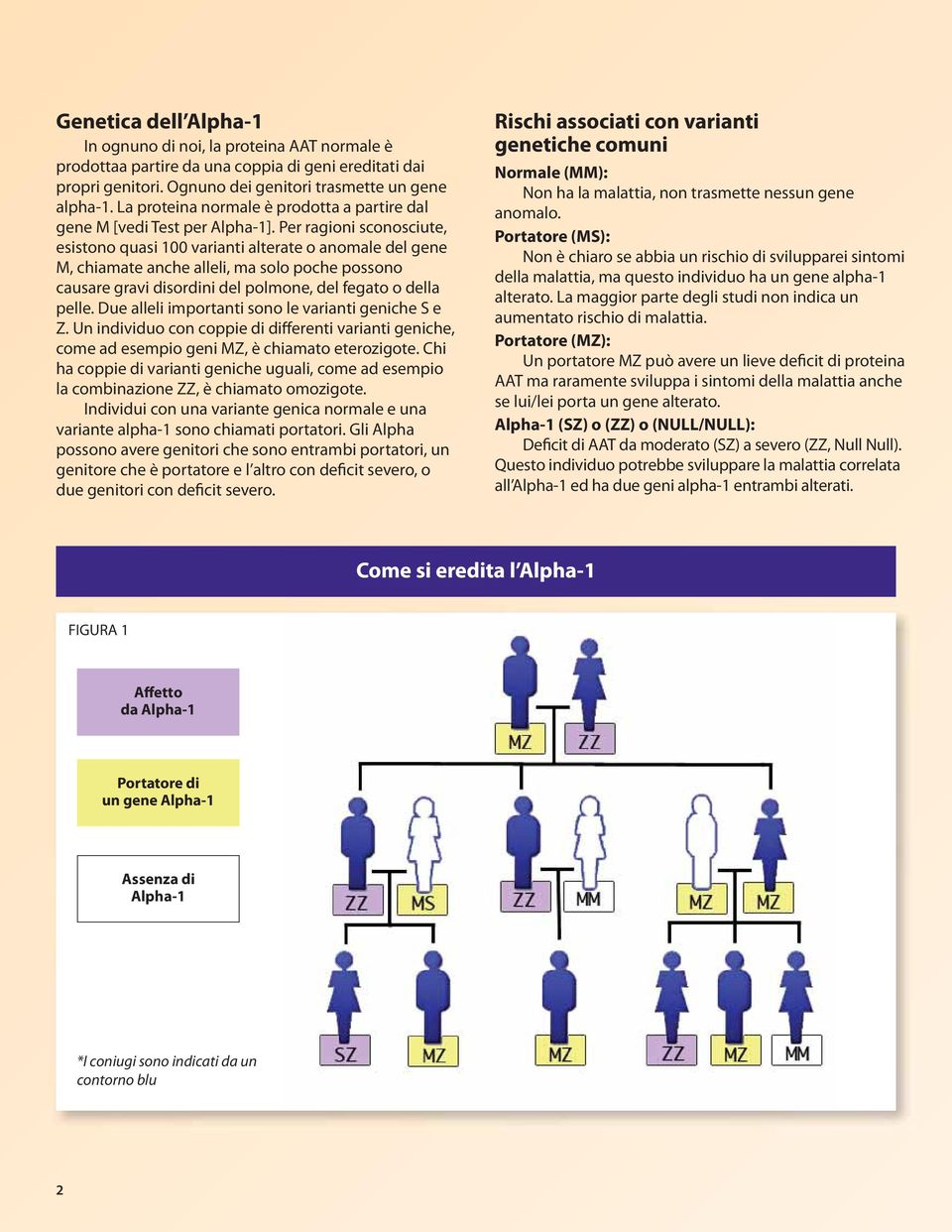 Per ragioni sconosciute, esistono quasi 100 varianti alterate o anomale del gene M, chiamate anche alleli, ma solo poche possono causare gravi disordini del polmone, del fegato o della pelle.