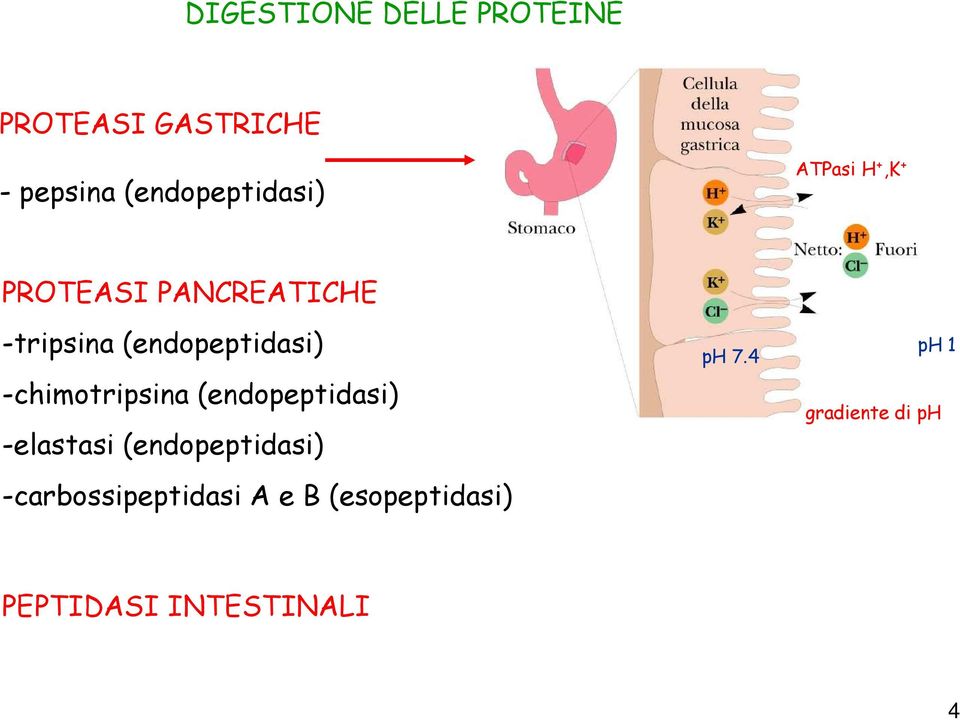 -chimotripsina (endopeptidasi) -elastasi (endopeptidasi)