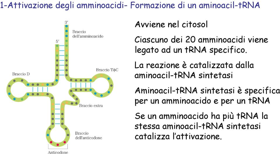La reazione è catalizzata dalla aminoacil-trna sintetasi Aminoacil-tRNA sintetasi è