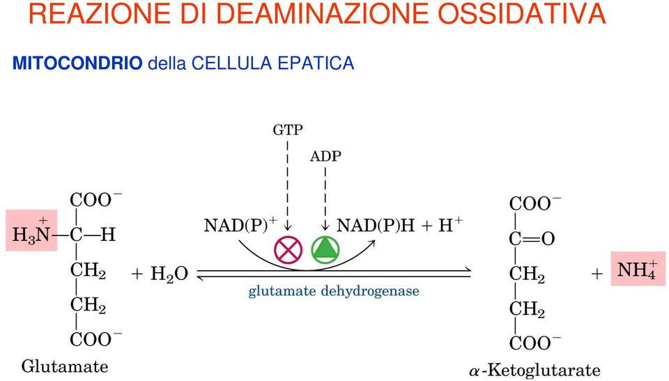 OSSIDATIVA