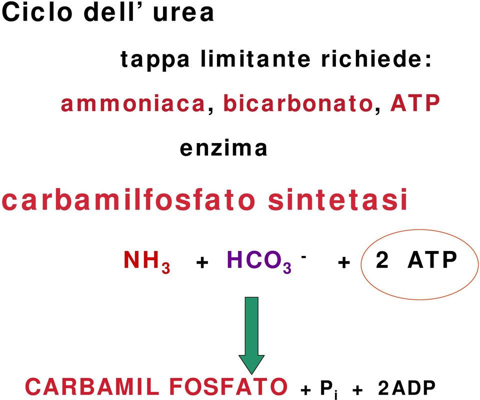 enzima carbamilfosfato sintetasi NH 3