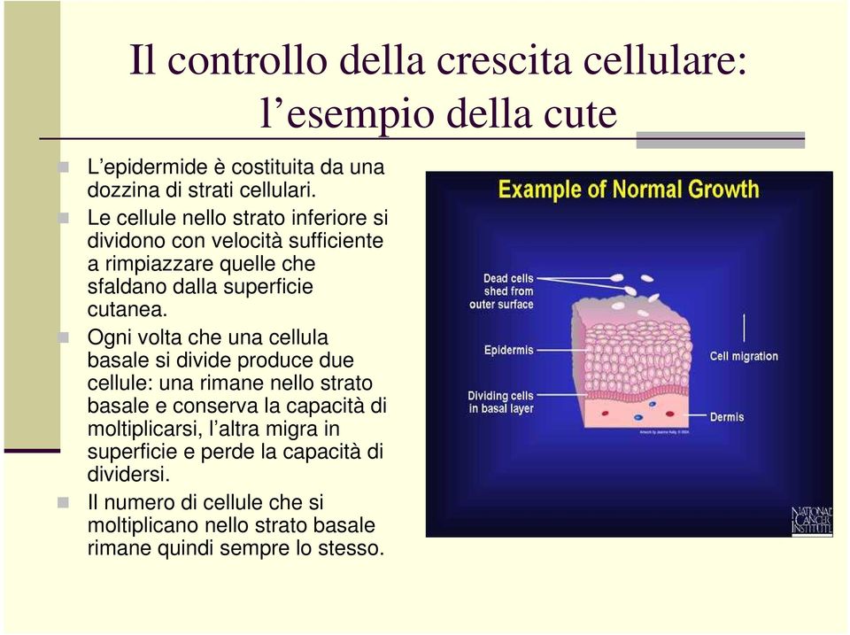 Ogni volta che una cellula basale si divide produce due cellule: una rimane nello strato basale e conserva la capacità di