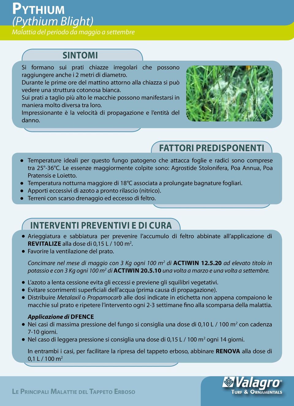 Impressionante è la velocità di propagazione e l entità del danno. Fattori predisponenti Temperature ideali per questo fungo patogeno che attacca foglie e radici sono comprese tra 25-36 C.