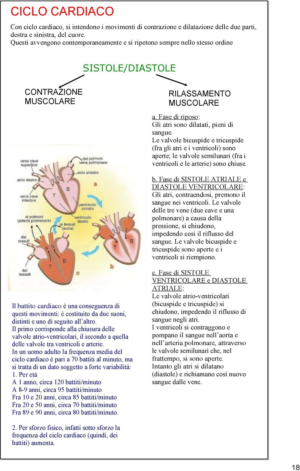 Le valvole bicuspide e tricuspide (fra gli atri e i ventricoli) sono aperte; le valvole semilunari (fra i ventricoli e le arterie) sono chiuse. b. Fase di SISTOLE ATRIALE e DIASTOLE VENTRICOLARE: Gli atri, contraendosi, premono il sangue nei ventricoli.