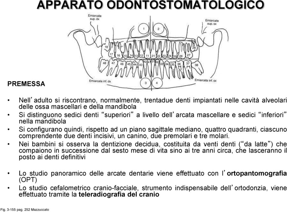 incisivi, un canino, due premolari e tre molari.