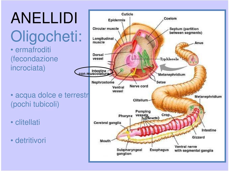 muscolatura acqua dolce e