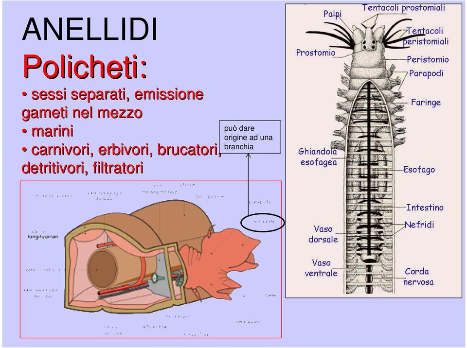 carnivori, erbivori, brucatori,