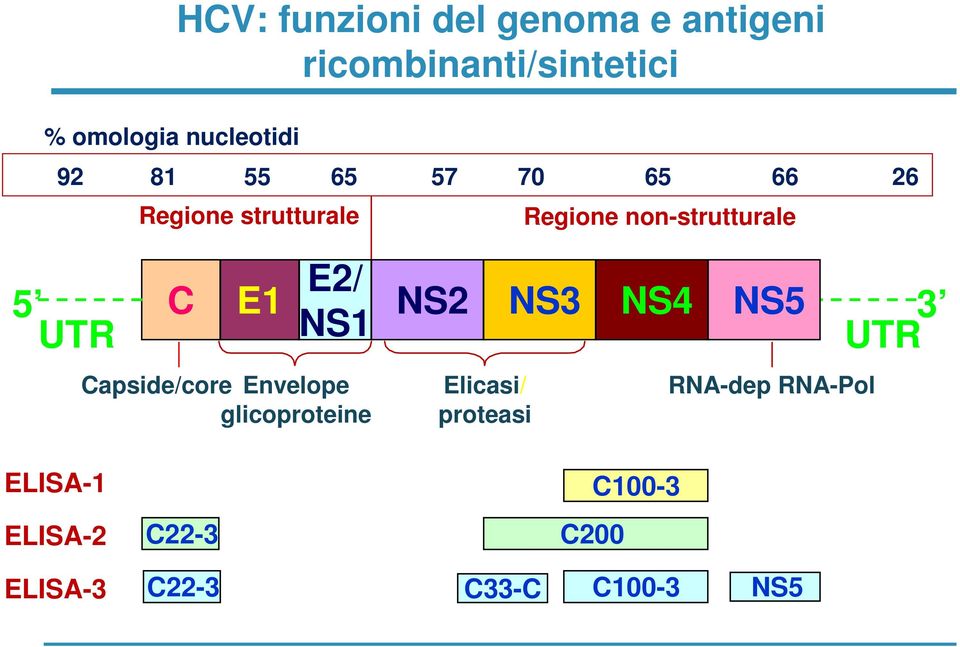 E2/ NS1 Capside/core Envelope glicoproteine NS2 Elicasi/ proteasi NS3 NS4 NS5 UTR