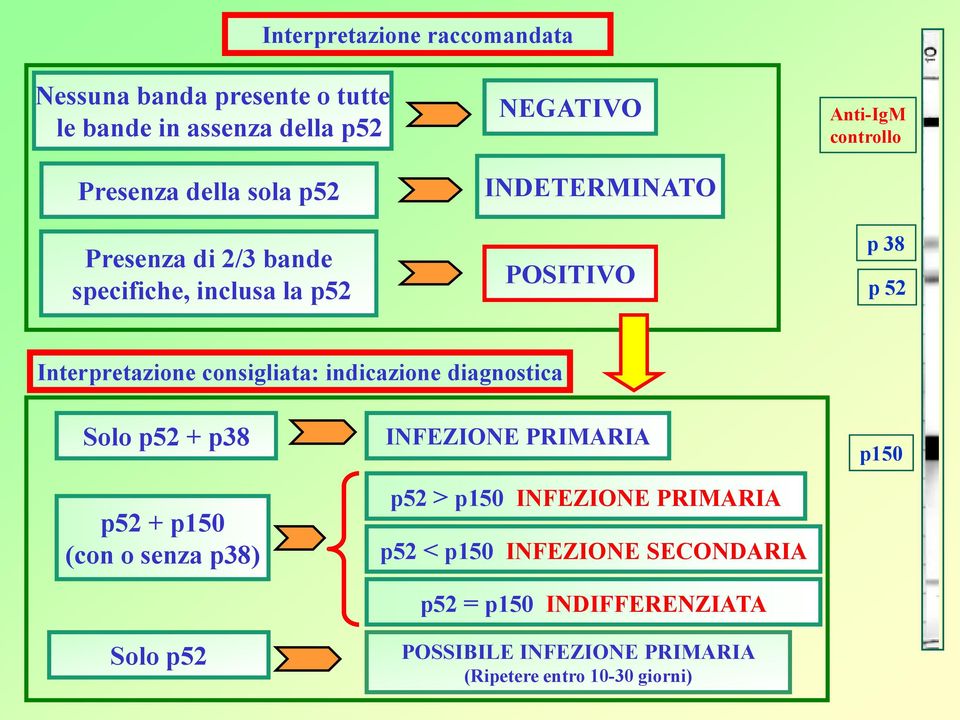 consigliata: indicazione diagnostica Solo p52 + p38 p52 + p150 (con o senza p38) Solo p52 INFEZIONE PRIMARIA p52 > p150