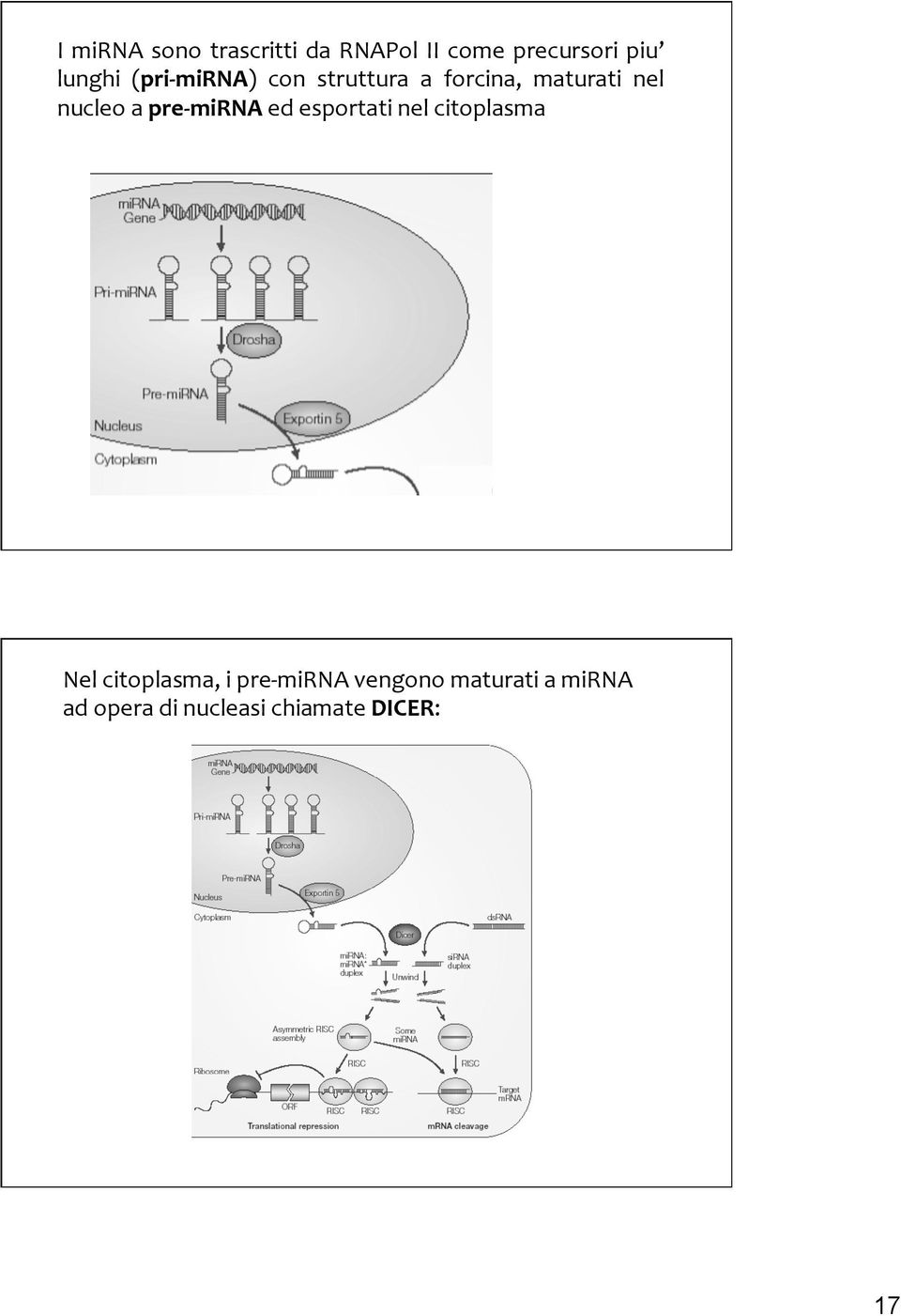 pre- mirna ed esportati nel citoplasma Nel citoplasma, i pre-