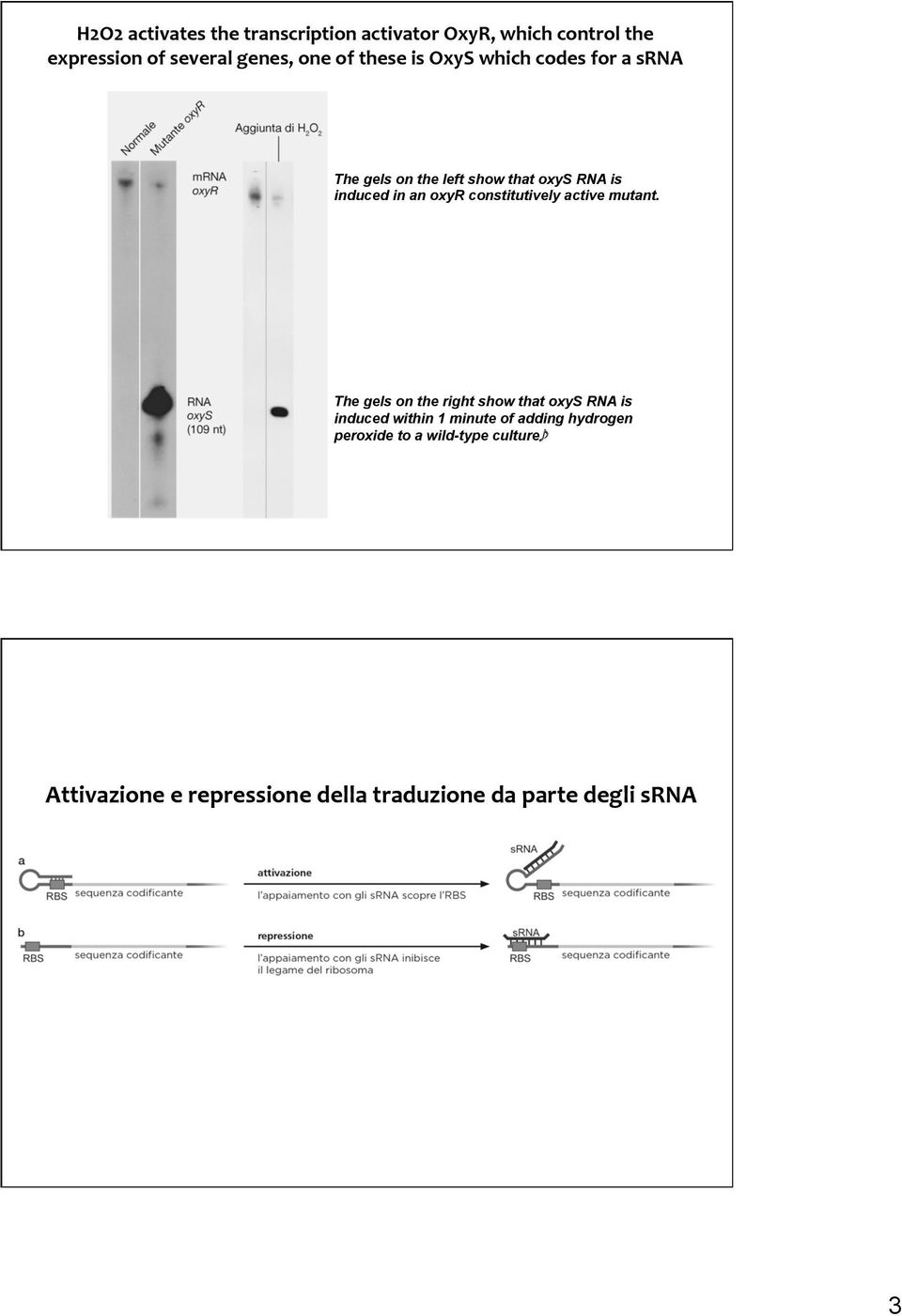 constitutively active mutant.