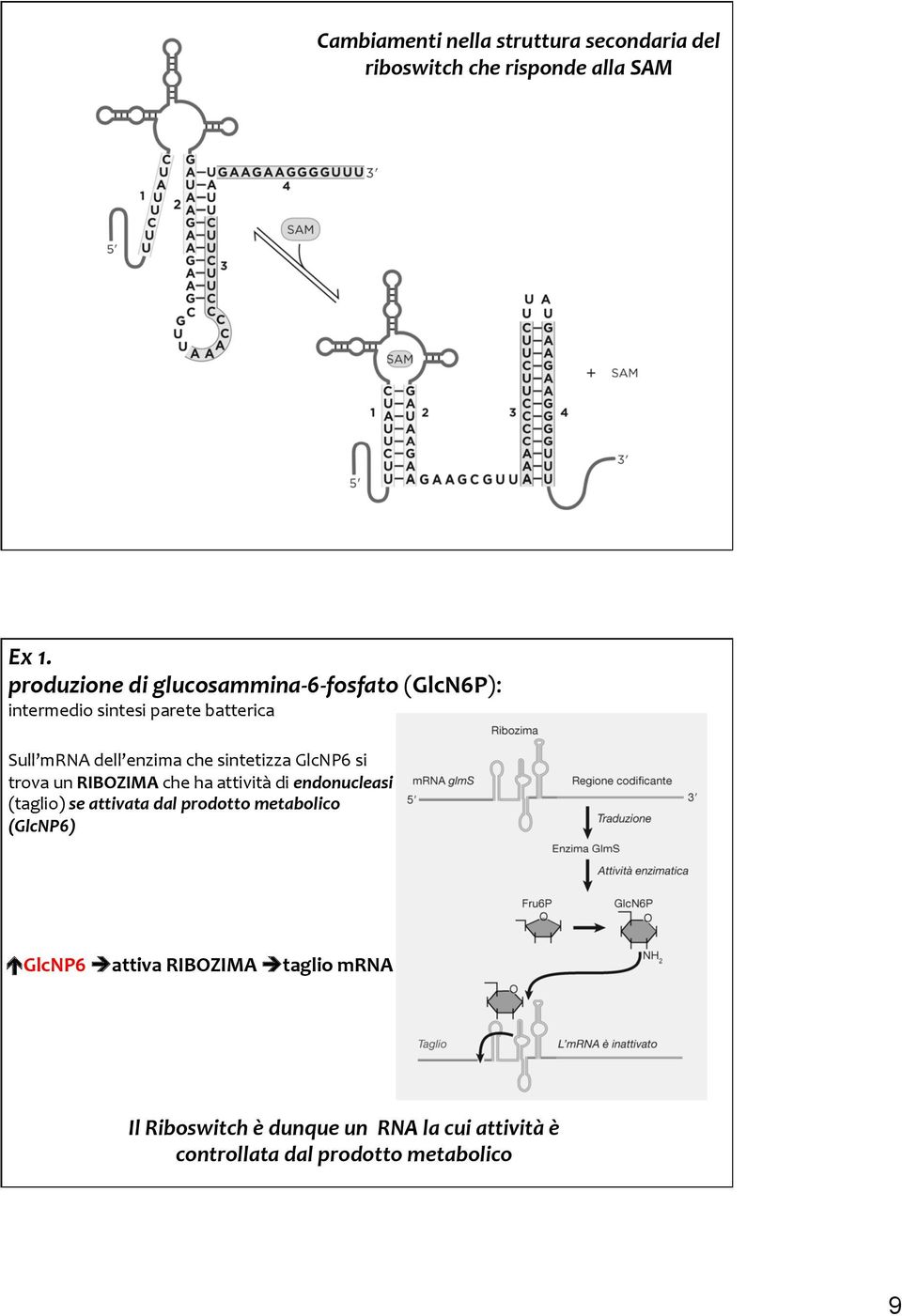 che sintetizza GlcNP6 si trova un RIBOZIMA che ha attività di endonucleasi (taglio) se attivata dal prodotto