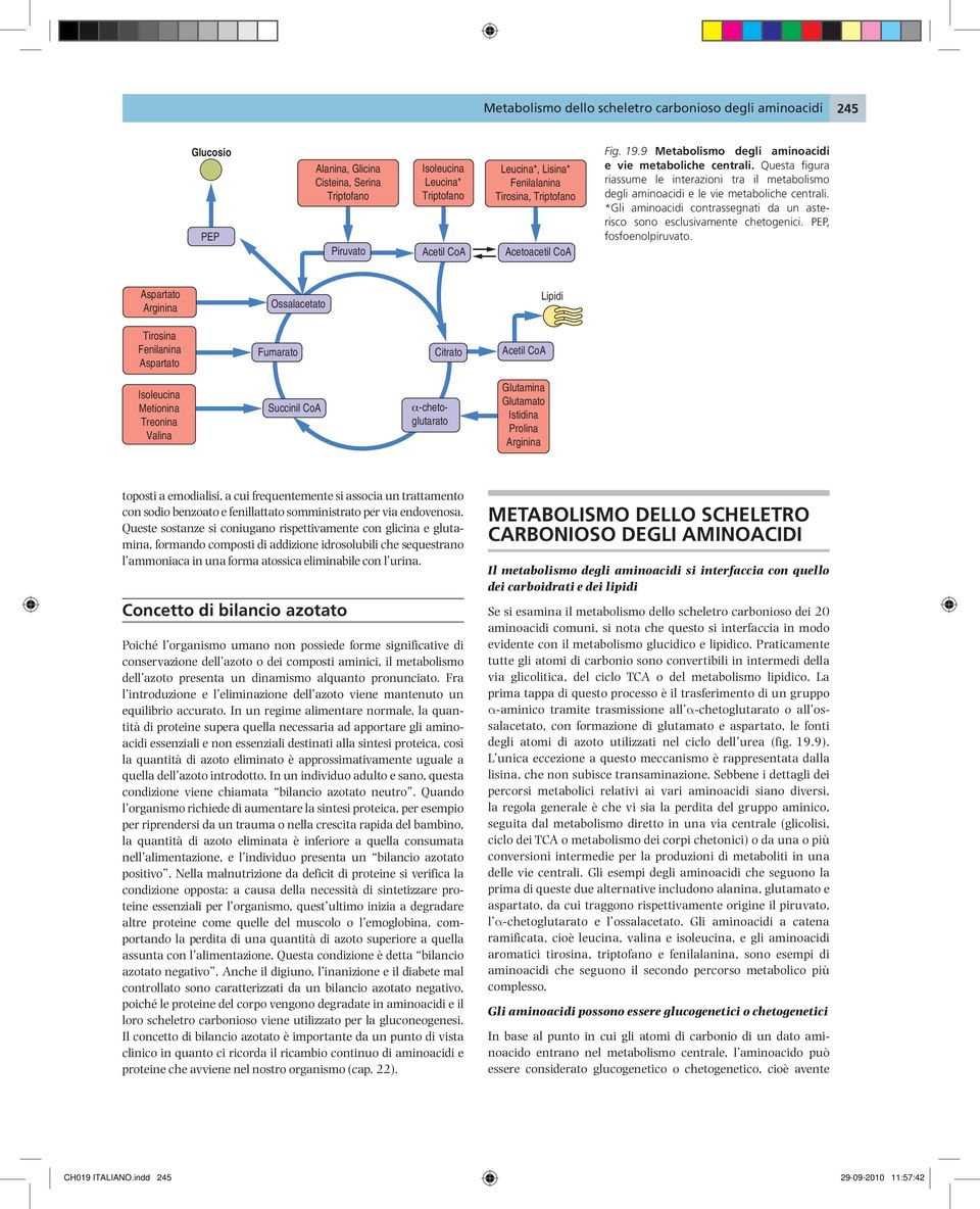 Questa figura riassume le interazioni tra il metabolismo degli aminoacidi e le vie metaboliche centrali. *Gli aminoacidi contrassegnati da un asterisco sono esclusivamente chetogenici.