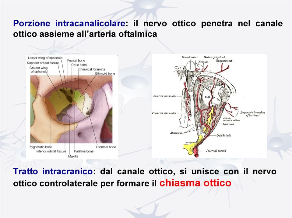 Tratto intracranico: dal canale ottico, si unisce con