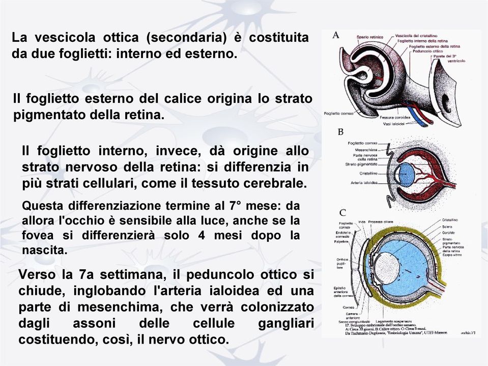 Questa differenziazione termine al 7 mese: da allora l'occhio è sensibile alla luce, anche se la fovea si differenzierà solo 4 mesi dopo la nascita.