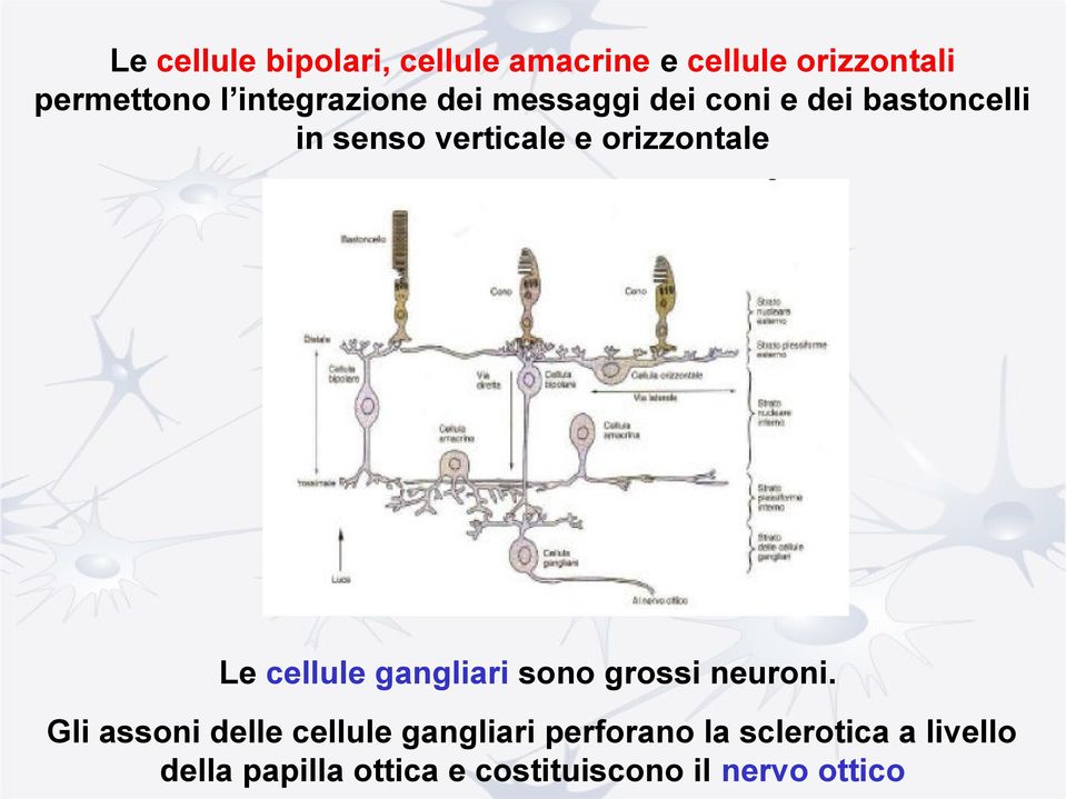 orizzontale Le cellule gangliari sono grossi neuroni.