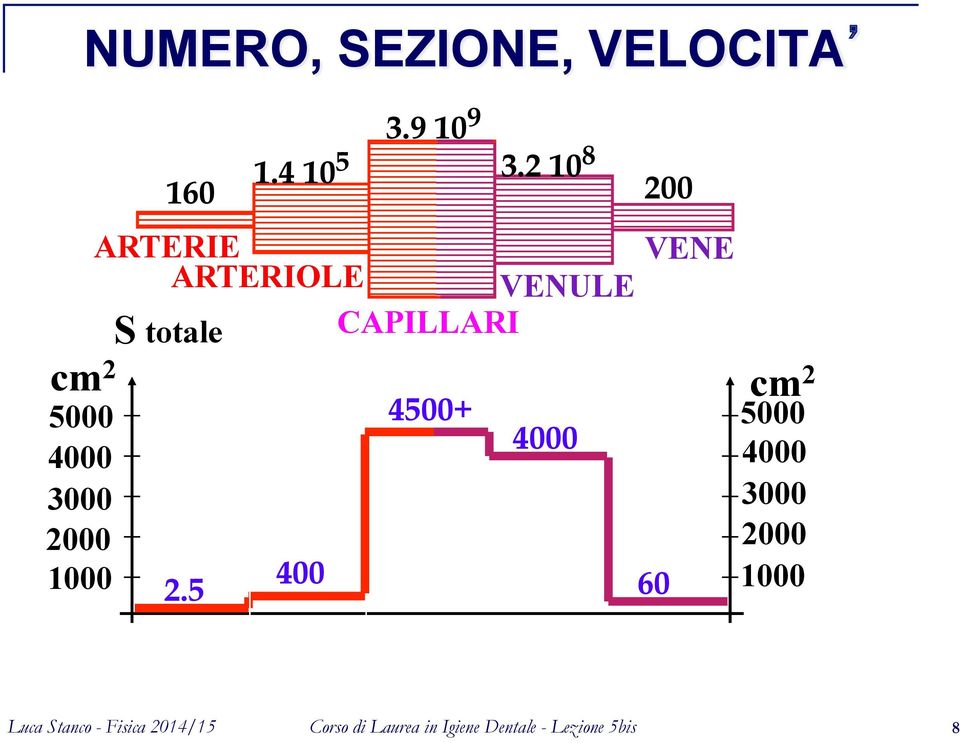 2 10 8 200 ARTERIE VENE ARTERIOLE VENULE S