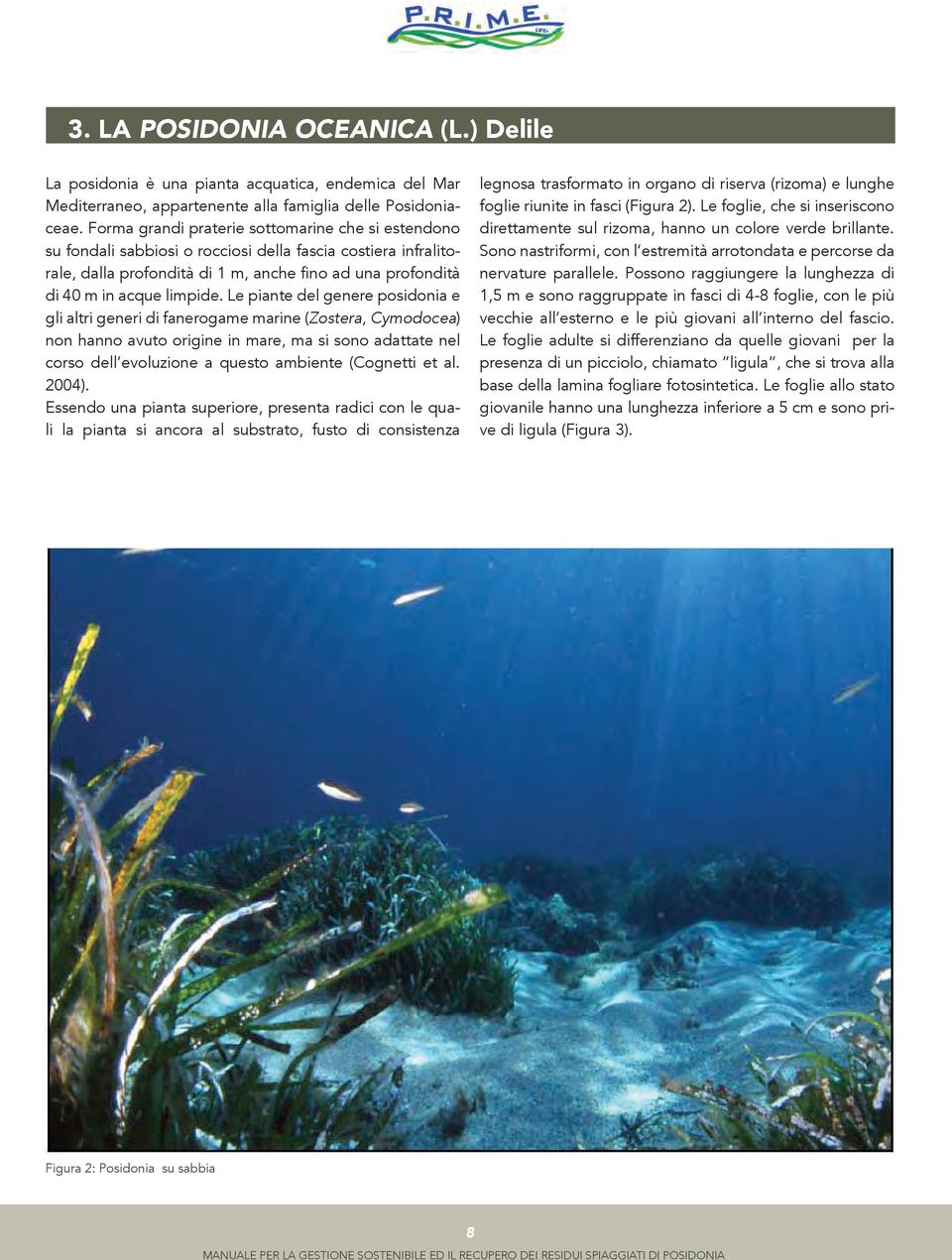 Le piante del genere posidonia e gli altri generi di fanerogame marine (Zostera, Cymodocea) non hanno avuto origine in mare, ma si sono adattate nel corso dell evoluzione a questo ambiente (Cognetti