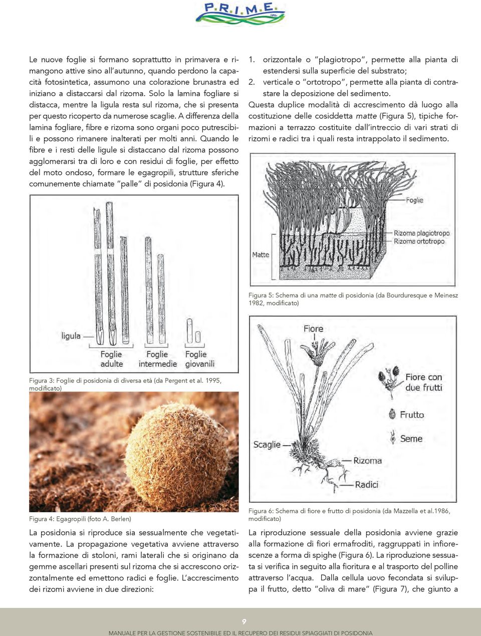 A differenza della lamina fogliare, fibre e rizoma sono organi poco putrescibili e possono rimanere inalterati per molti anni.