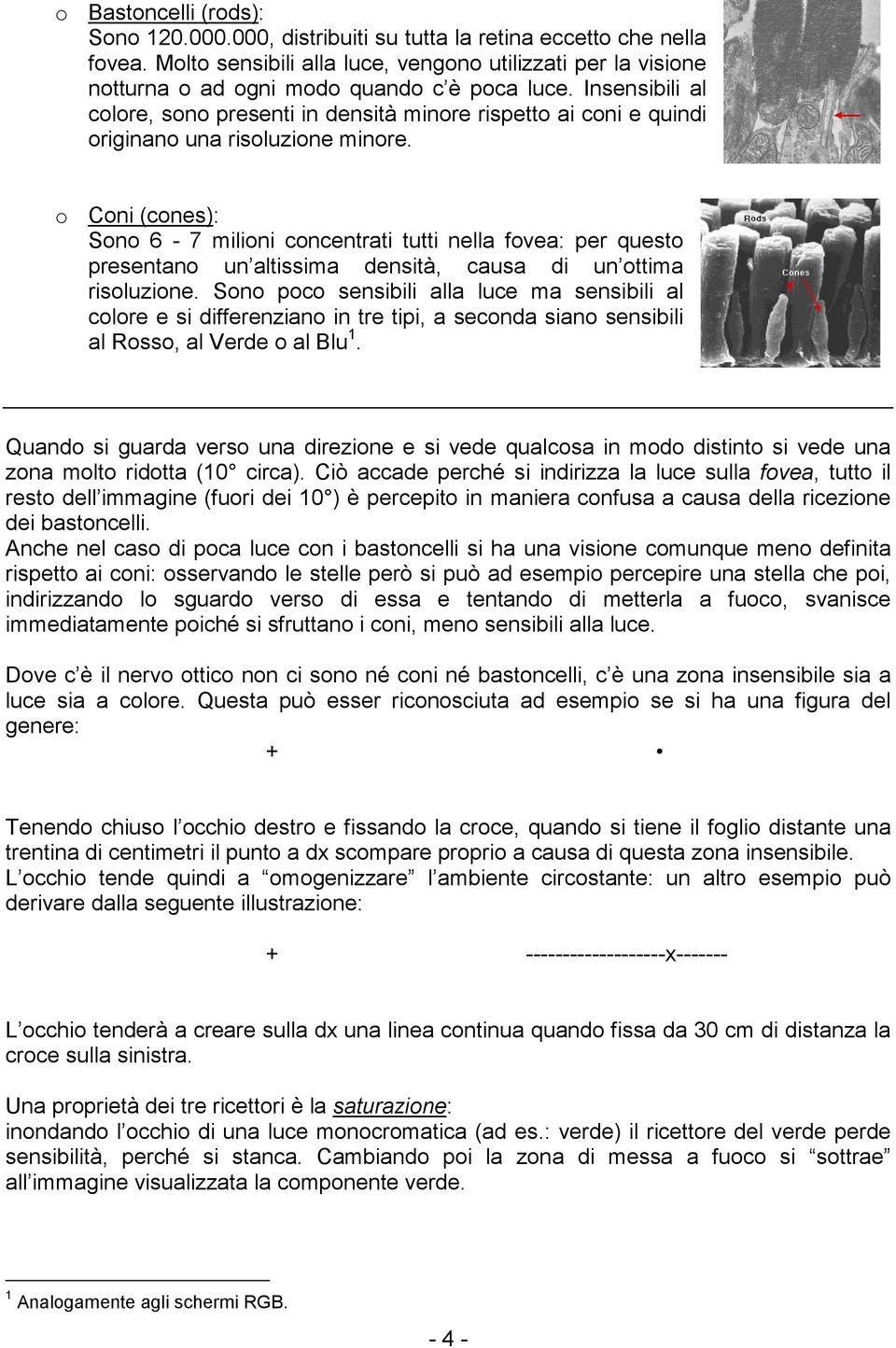 Insensibili al colore, sono presenti in densità minore rispetto ai coni e quindi originano una risoluzione minore.