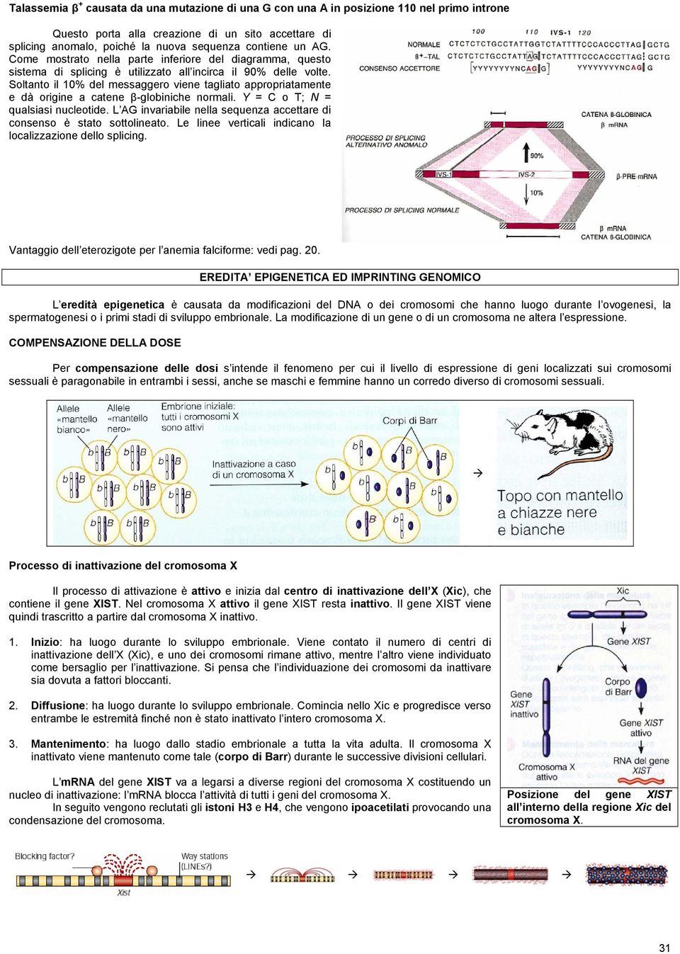 Soltanto il 10% del messaggero viene tagliato appropriatamente e dà origine a catene β-globiniche normali. Y = C o T; N = qualsiasi nucleotide.