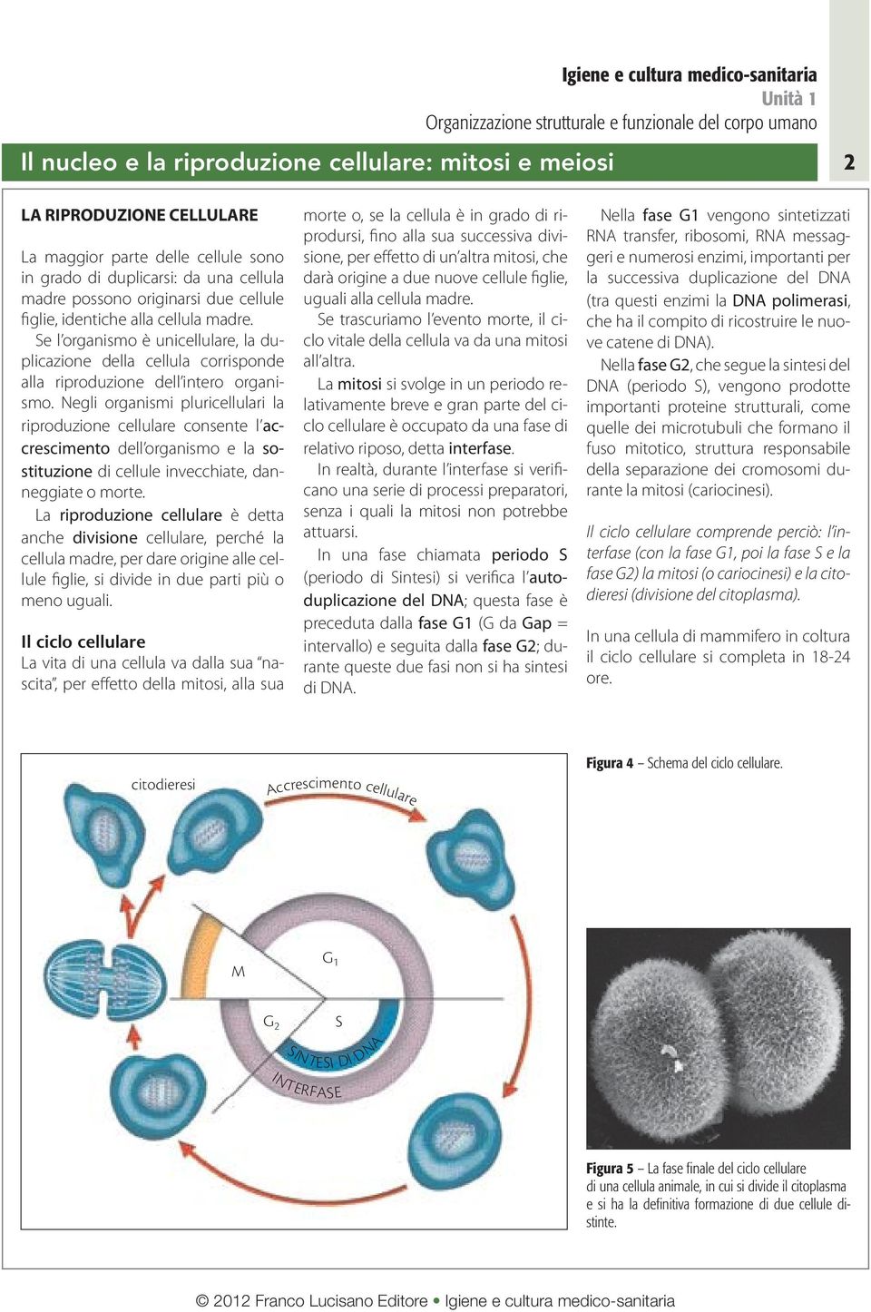 Negli organismi pluricellulari la riproduzione cellulare consente l accrescimento dell organismo e la sostituzione di cellule invecchiate, danneggiate o morte.