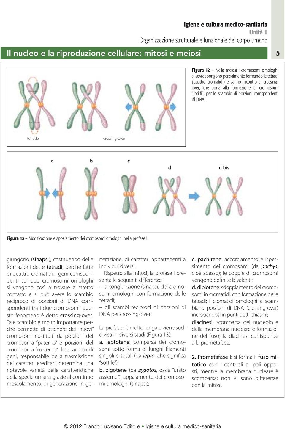 tetrade crossing-over a b c d d bis Figura 13 Modifi cazione e appaiamento dei cromosomi omologhi nella profase I.