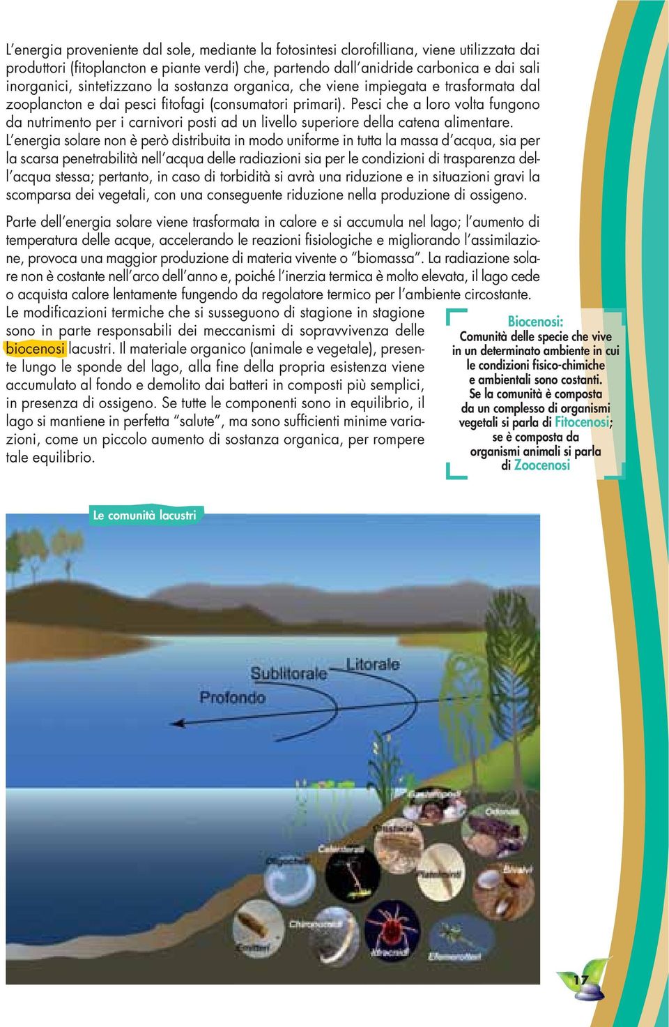 Pesci che a loro volta fungono da nutrimento per i carnivori posti ad un livello superiore della catena alimentare.