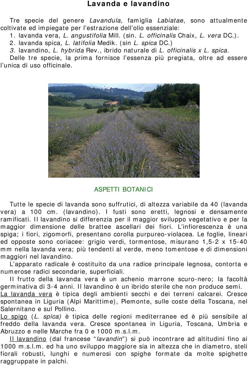 ASPETTI BOTANICI Tutte le specie di lavanda sono suffrutici, di altezza variabile da 40 (lavanda vera) a 100 cm. (lavandino). I fusti sono eretti, legnosi e densamente ramificati.