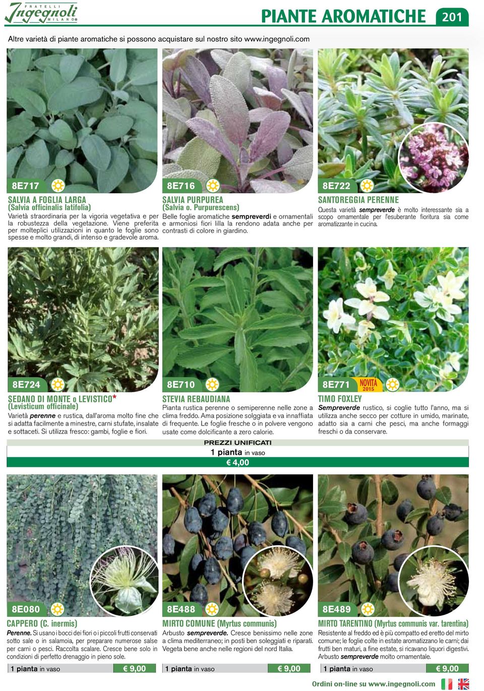Viene preferita per molteplici utilizzazioni in quanto le foglie sono spesse e molto grandi, di intenso e gradevole aroma. 8E716 SALVIA PURPUREA (Salvia o.