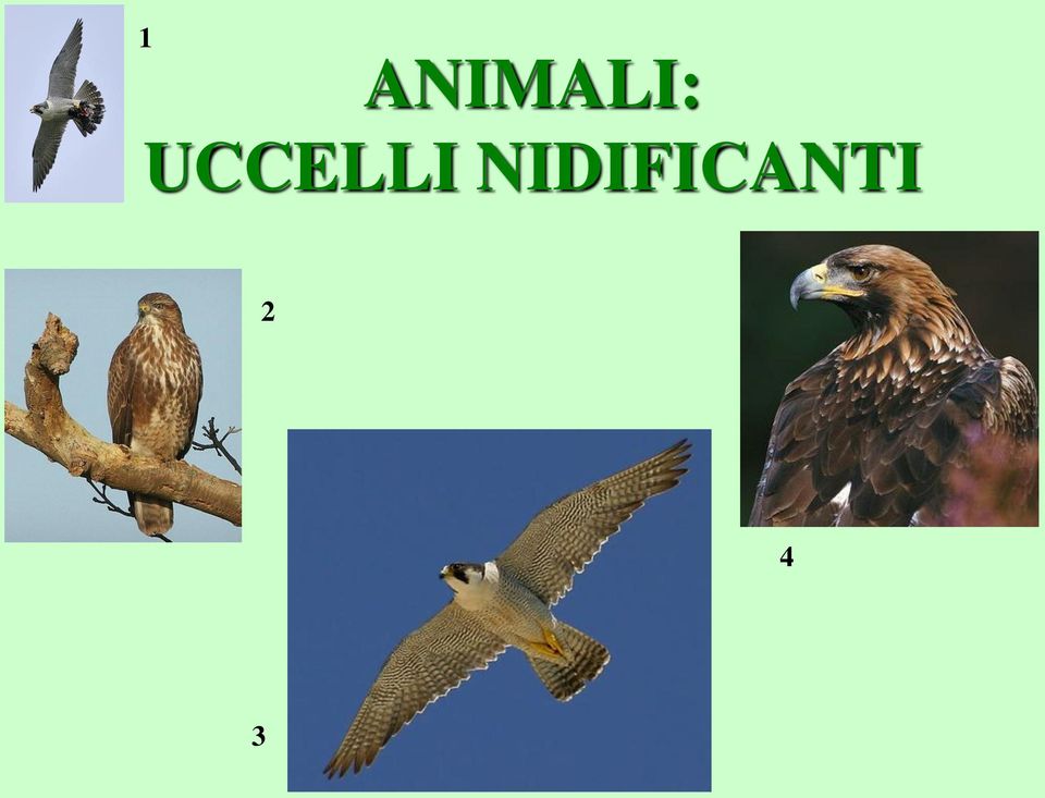 UCCELLI