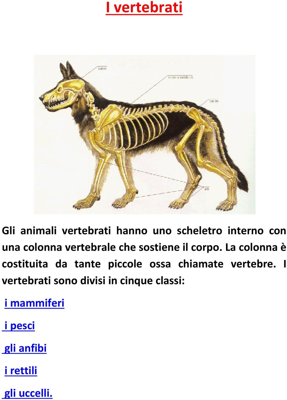 La colonna è costituita da tante piccole ossa chiamate vertebre.