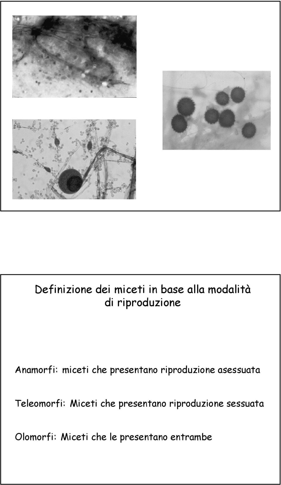 riproduzione asessuata Teleomorfi: Miceti che