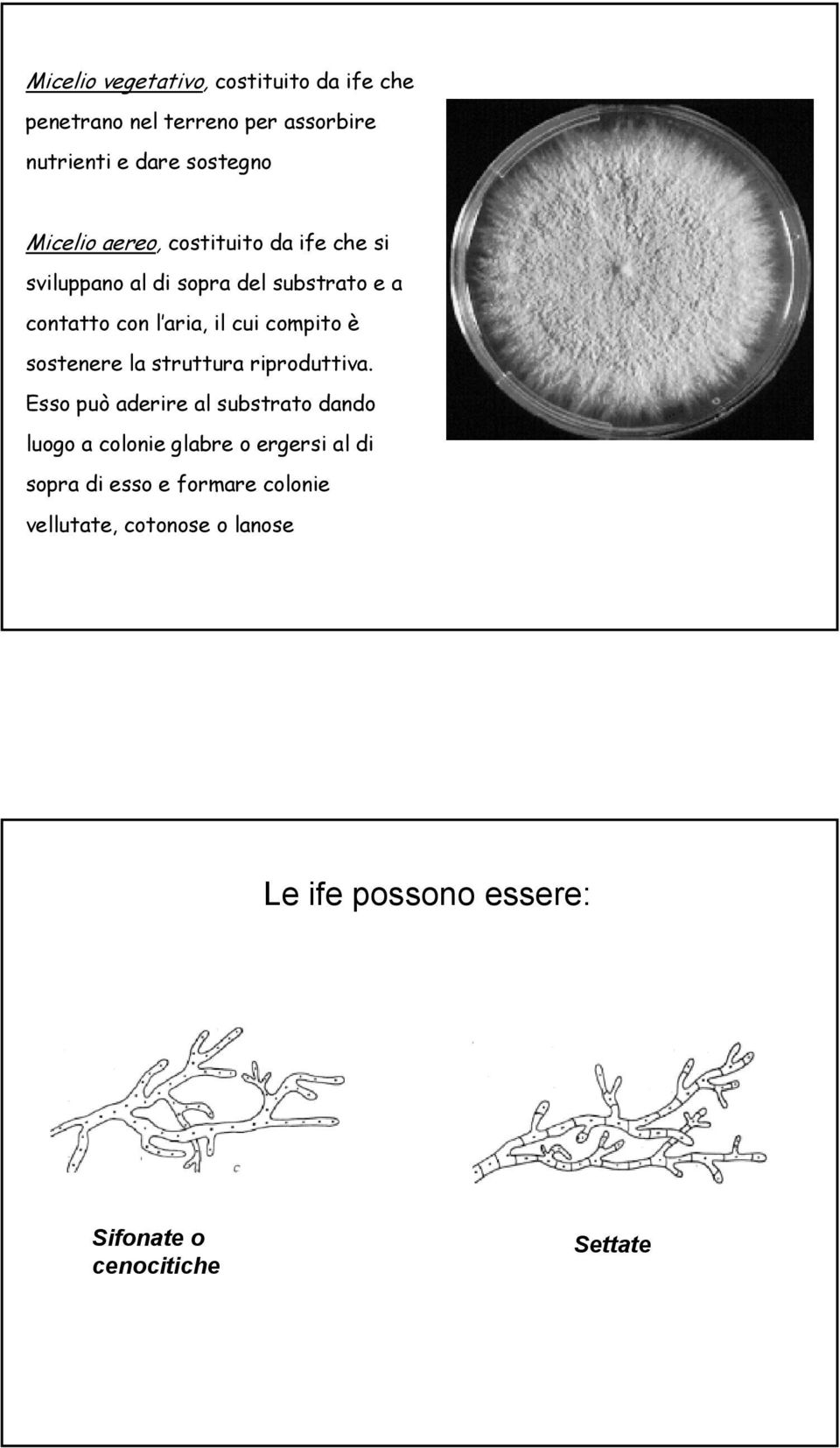 sostenere la struttura riproduttiva.