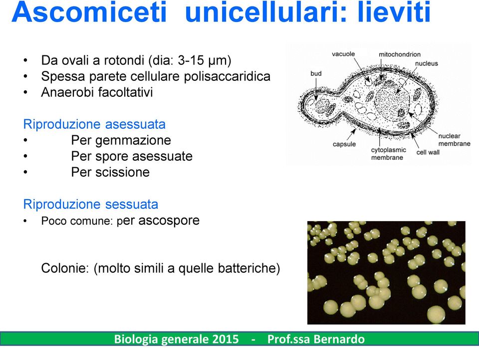 Per gemmazione Per spore asessuate Per scissione Riproduzione sessuata Poco