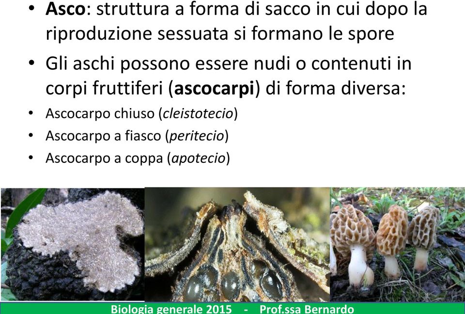 contenuti in corpi fruttiferi (ascocarpi) di forma diversa: