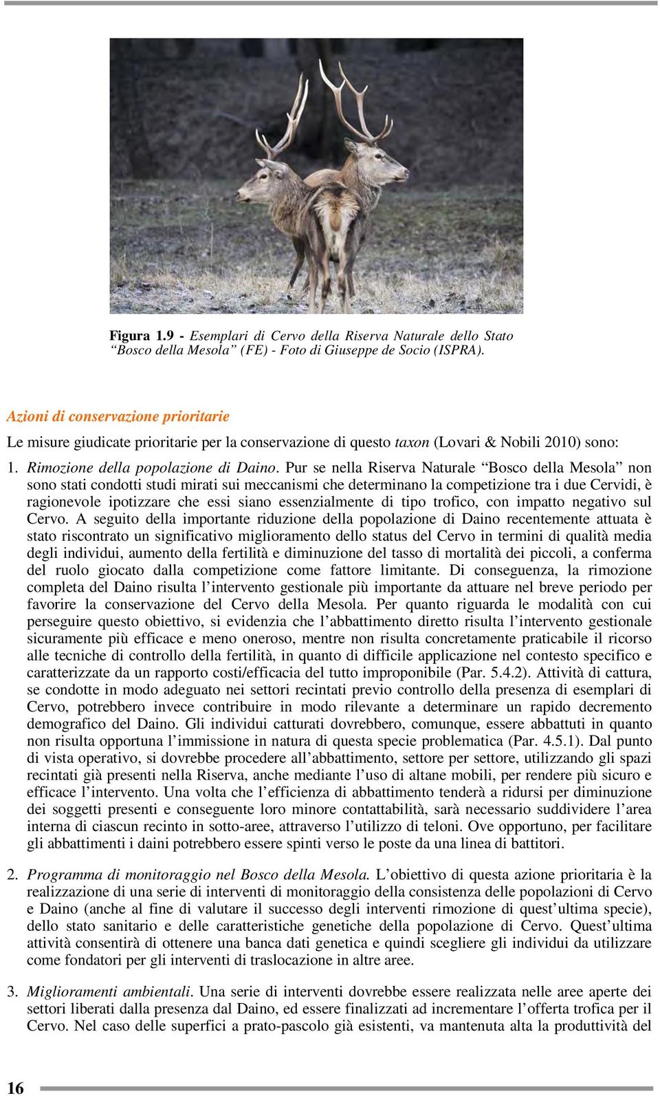 Pur se nella Riserva Naturale Bosco della Mesola non sono stati condotti studi mirati sui meccanismi che determinano la competizione tra i due Cervidi, è ragionevole ipotizzare che essi siano