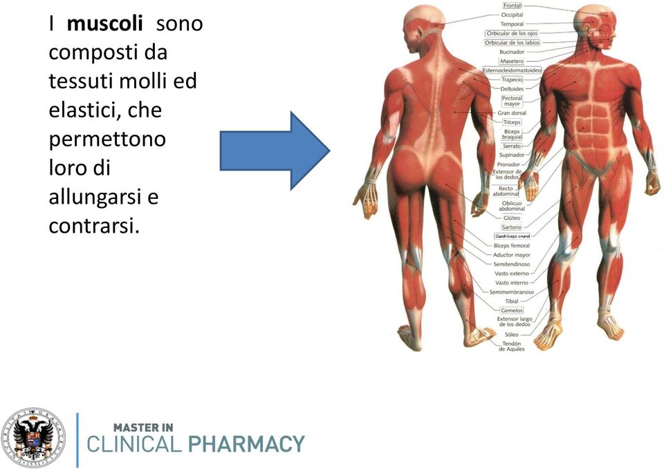 elastici, che permettono