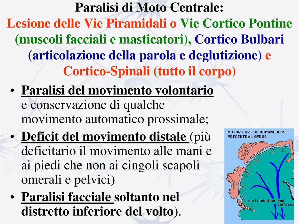 conservazione di qualche movimento automatico prossimale; Deficit del movimento distale (più deficitario il movimento alle