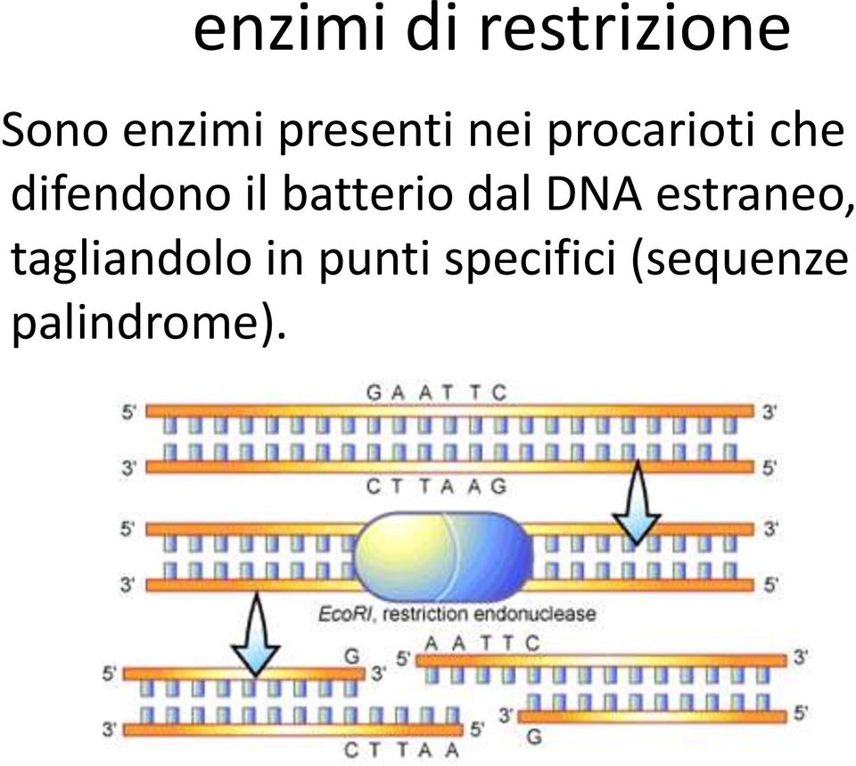 il batterio dal DNA estraneo,