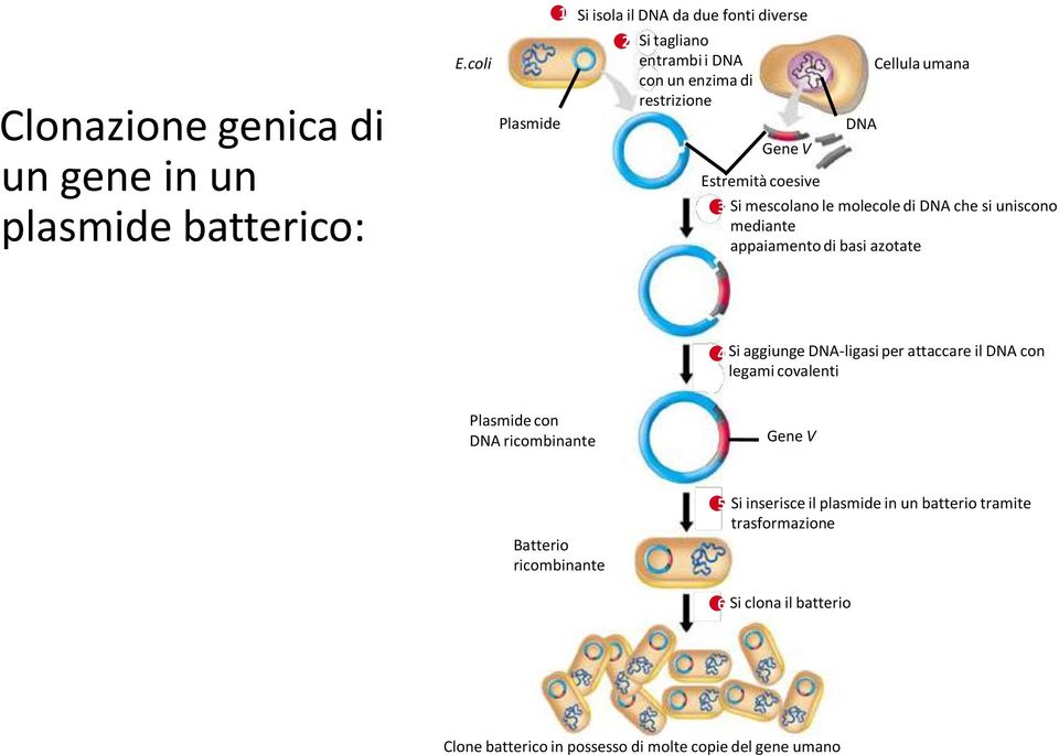 Cellula umana 3 Si mescolano le molecole di DNA che si uniscono mediante appaiamento di basi azotate 4 Si aggiunge DNA-ligasi per attaccare il