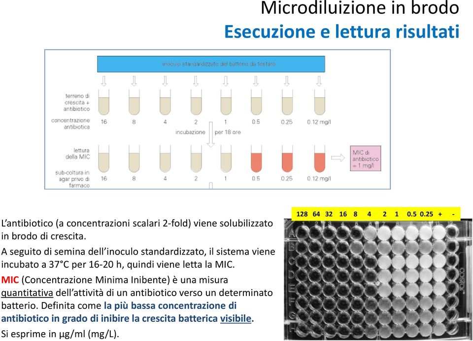 MIC (Concentrazione Minima Inibente) è una misura quantitativa dell attività di un antibiotico verso un determinato batterio.