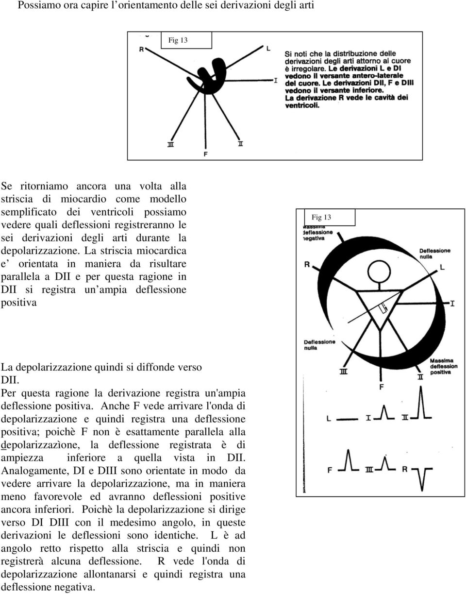 La striscia miocardica e orientata in maniera da risultare parallela a DII e per questa ragione in DII si registra un ampia deflessione positiva Fig 13 La depolarizzazione quindi si diffonde verso