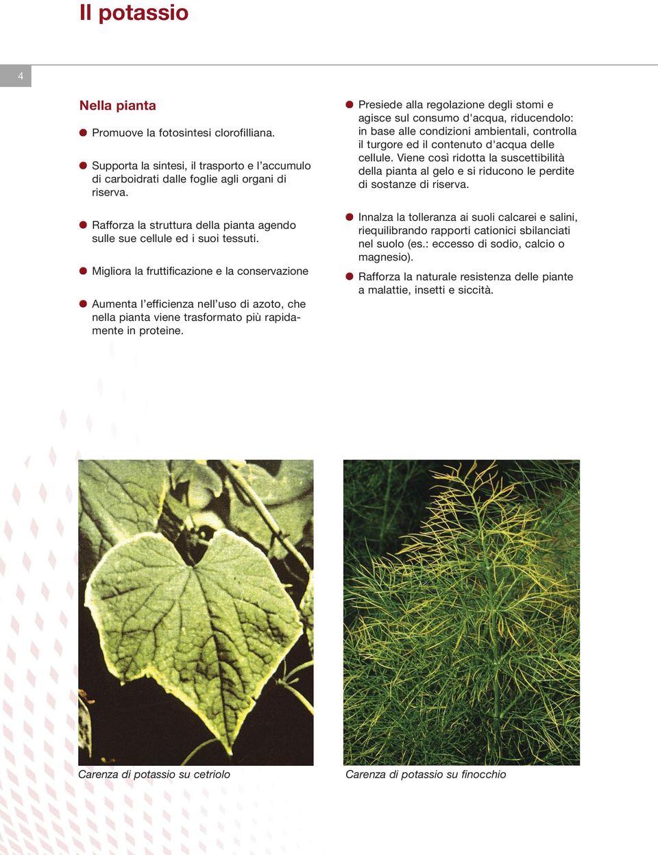 Migliora la fruttificazione e la conservazione Aumenta l efficienza nell uso di azoto, che nella pianta viene trasformato più rapidamente in proteine.